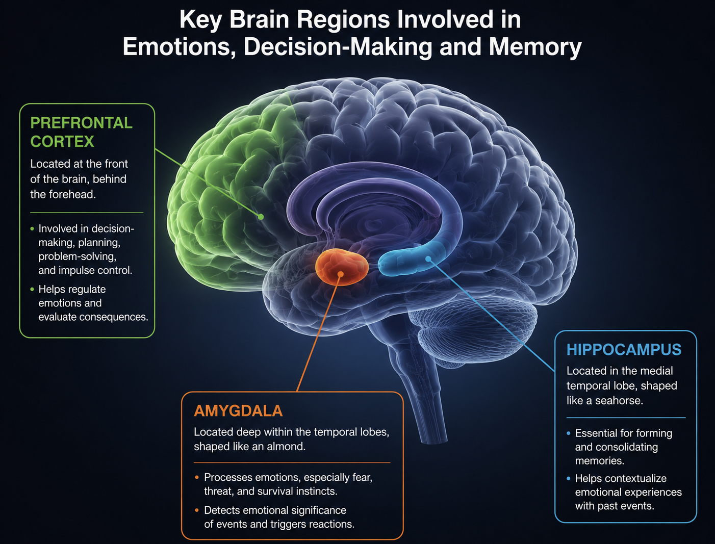 Brain Region which is involved in emotion